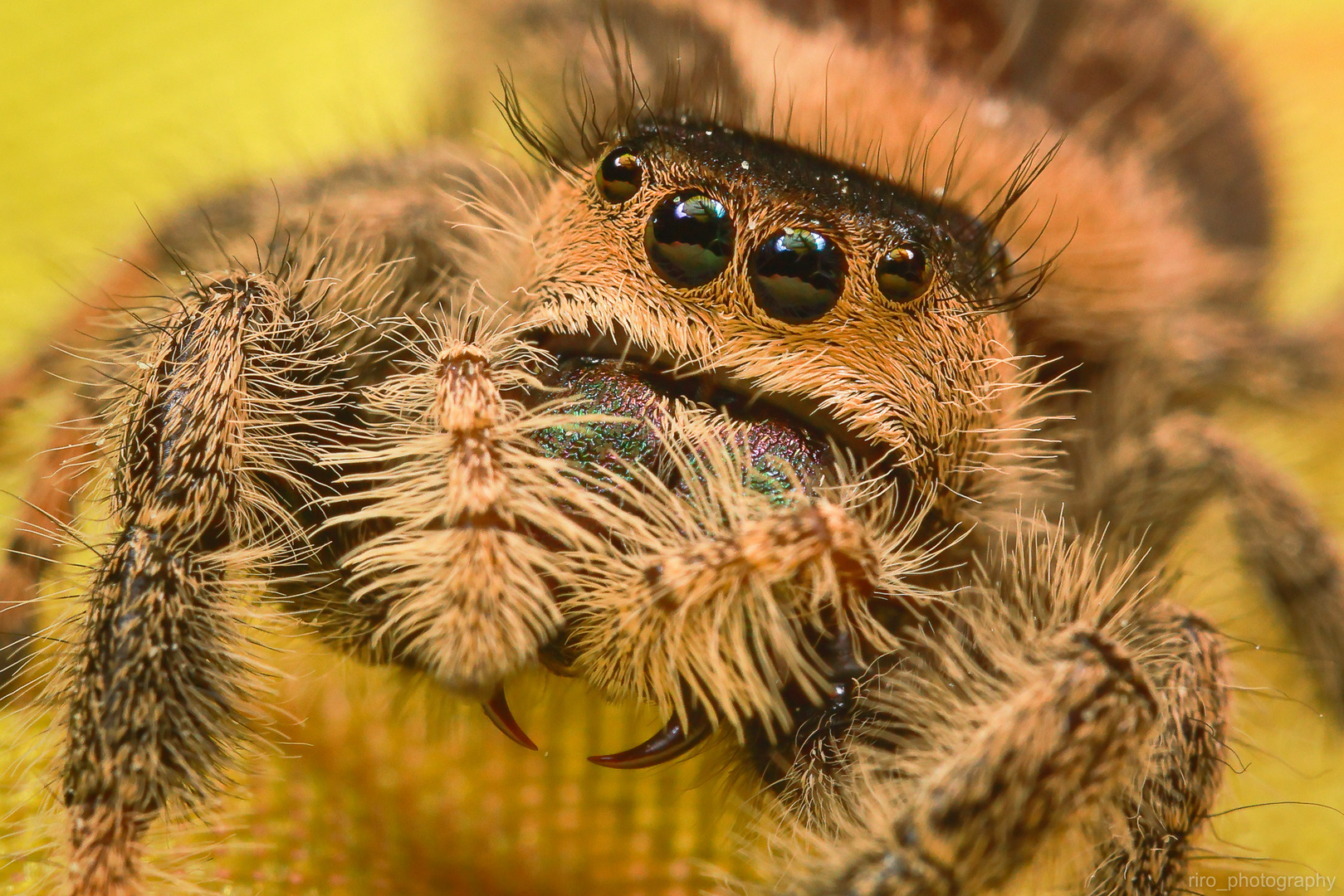 Helene (Phidippus regius North Florida)