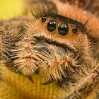 Helene (Phidippus regius North Florida)