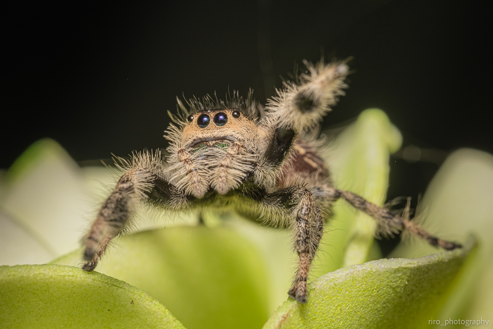 Helene (Phidippus regius North Florida)