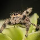 Helene (Phidippus regius North Florida)