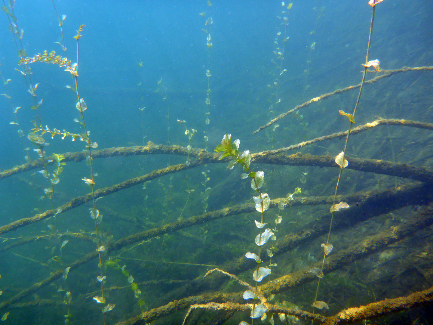 Helenesee 2, Unterwasser Garten