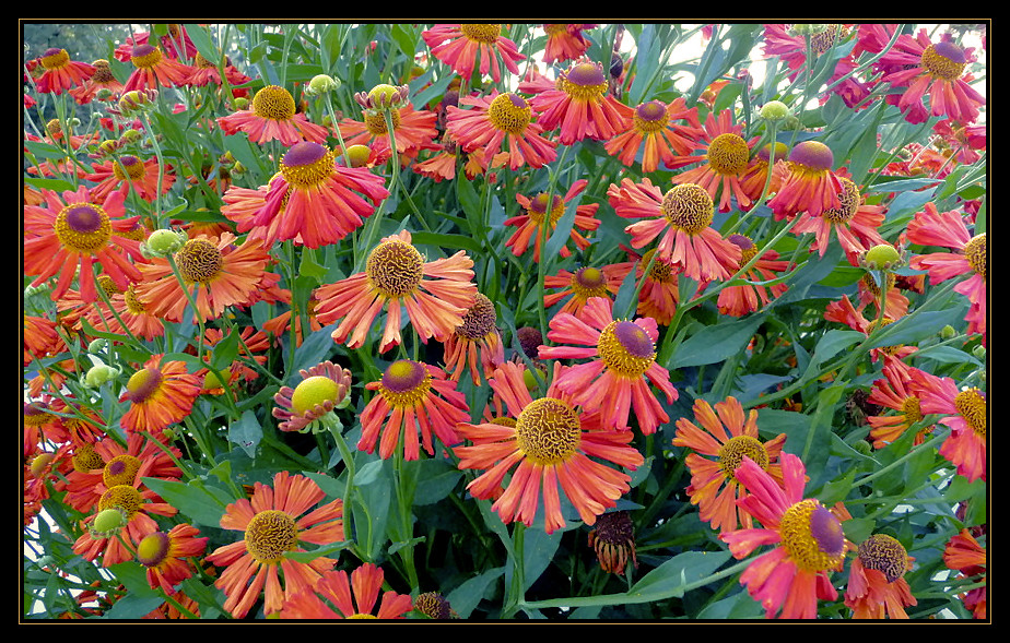 Helenium