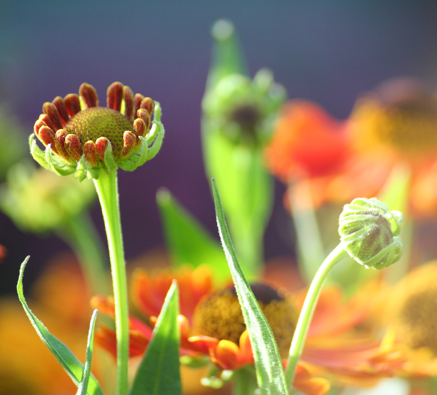 Helenium 2