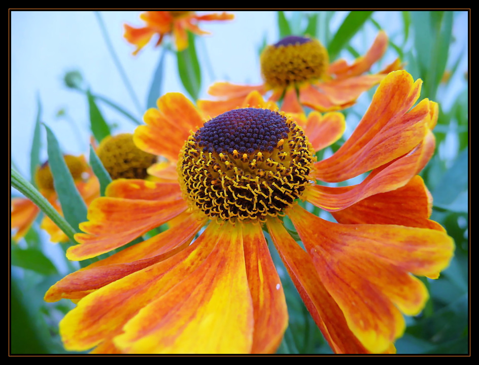 Helenium 2