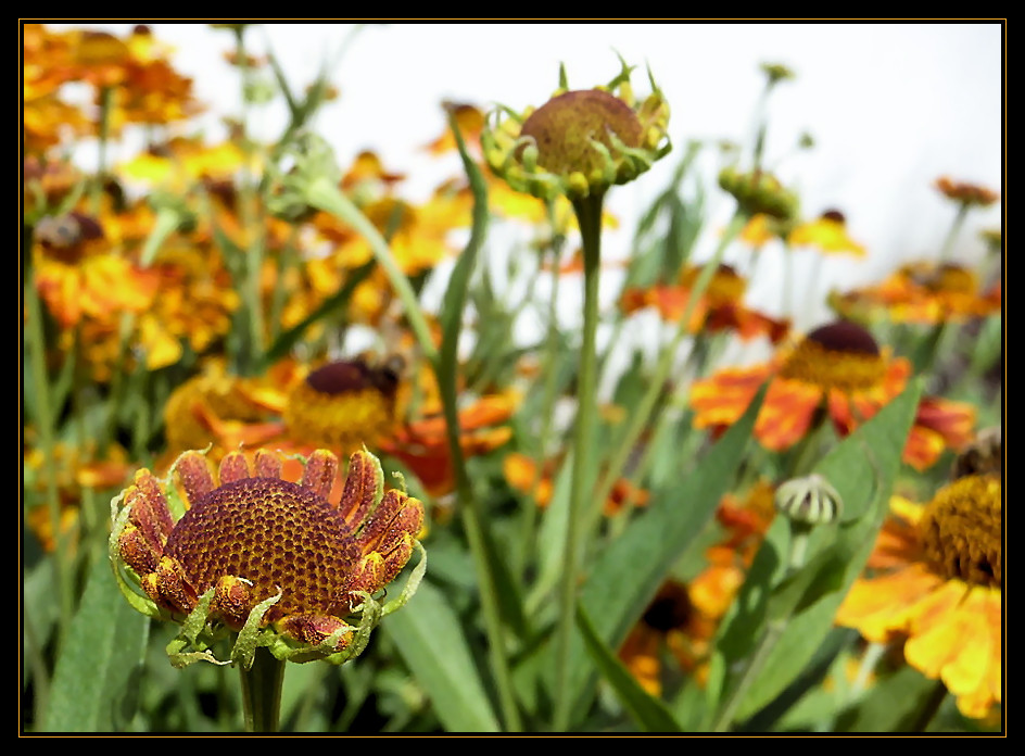 Helenium 3