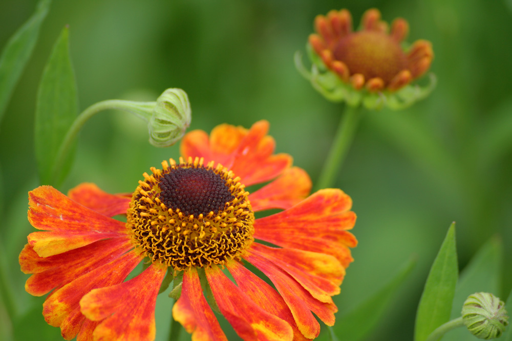 helenium