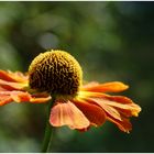 Helenium