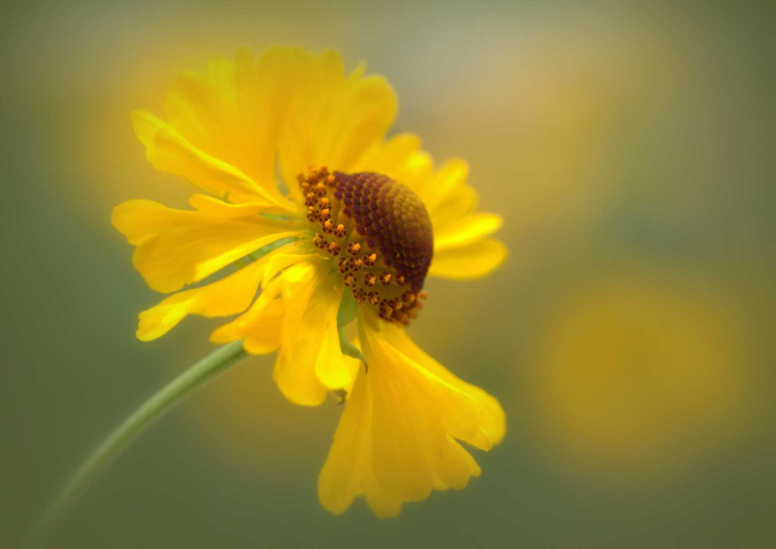 Helenium