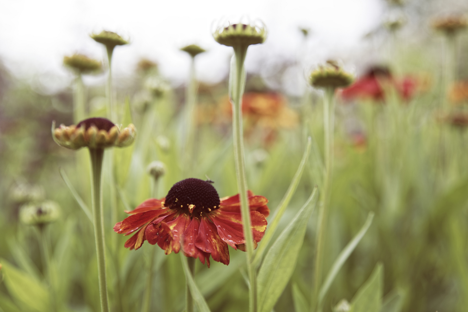 Helenium