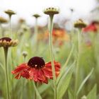 Helenium