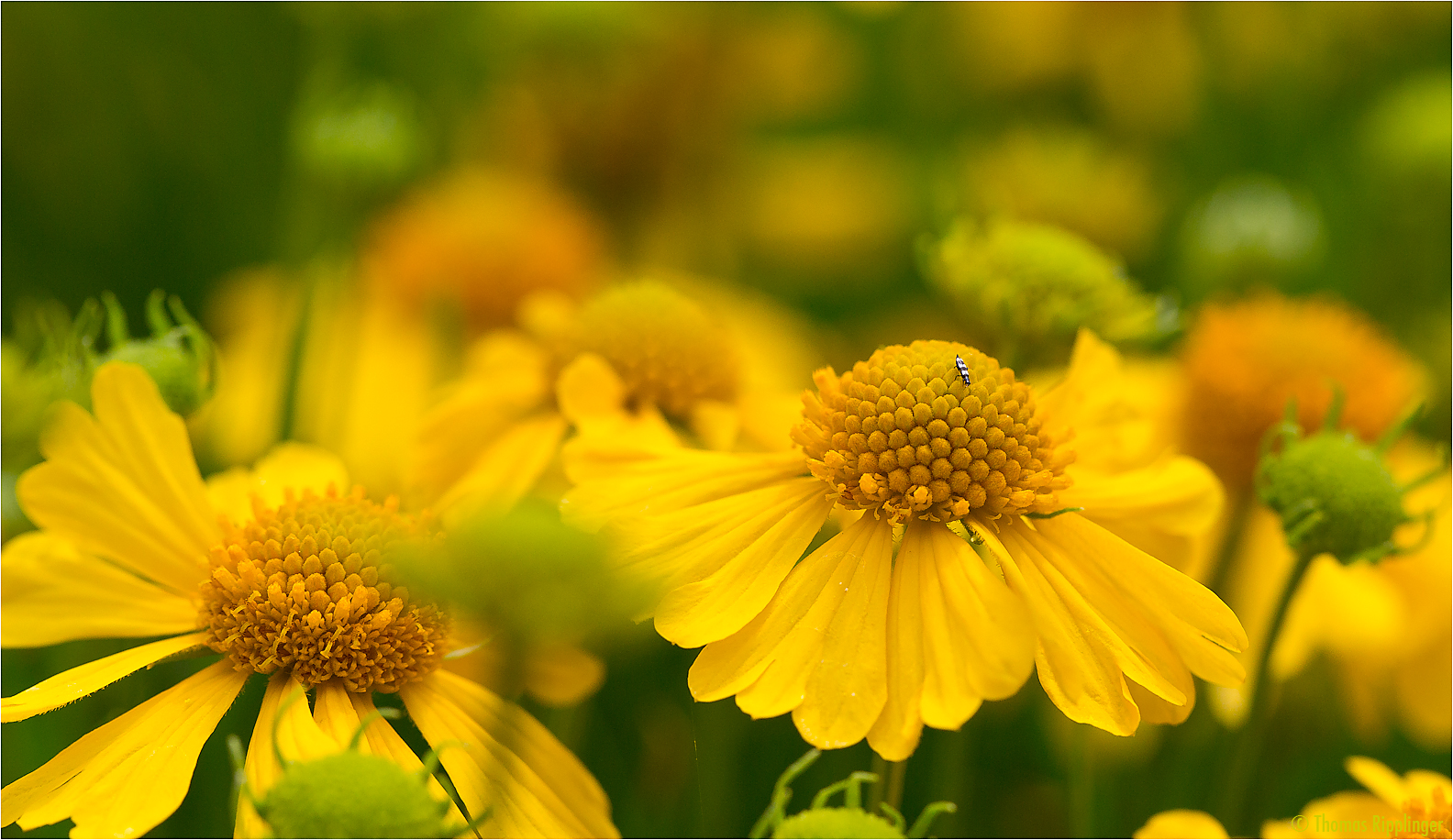 Helenium amarum....