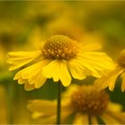 Helenium amarum..