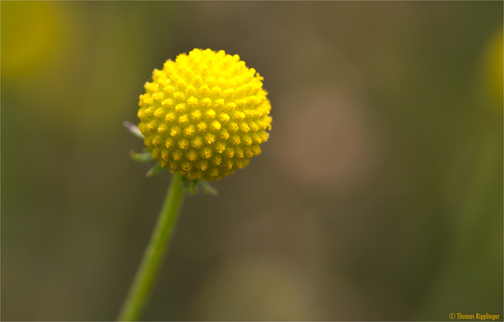 Helenium aromaticum.