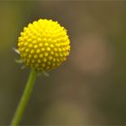 Helenium aromaticum.