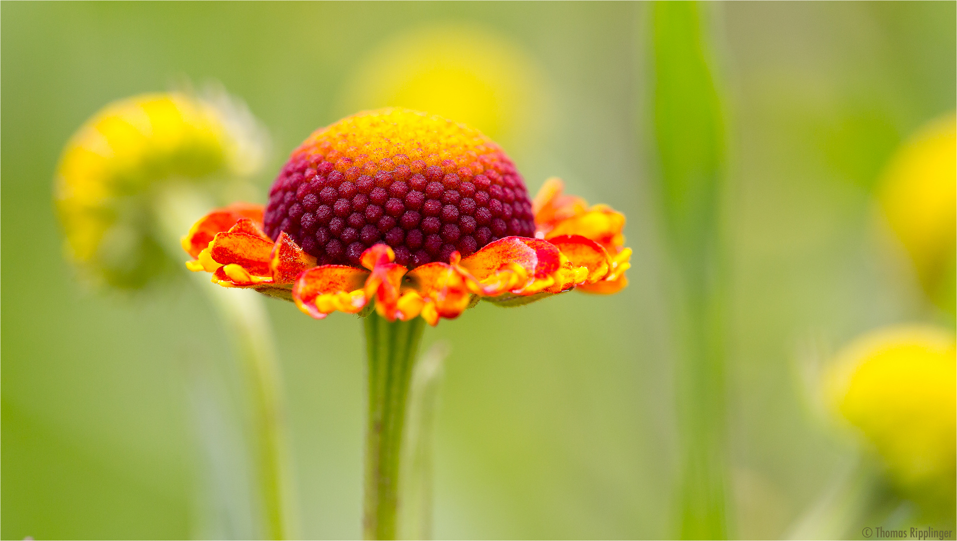 Helenium autumnale.