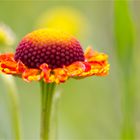 Helenium autumnale.