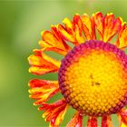 Helenium autumnale.....