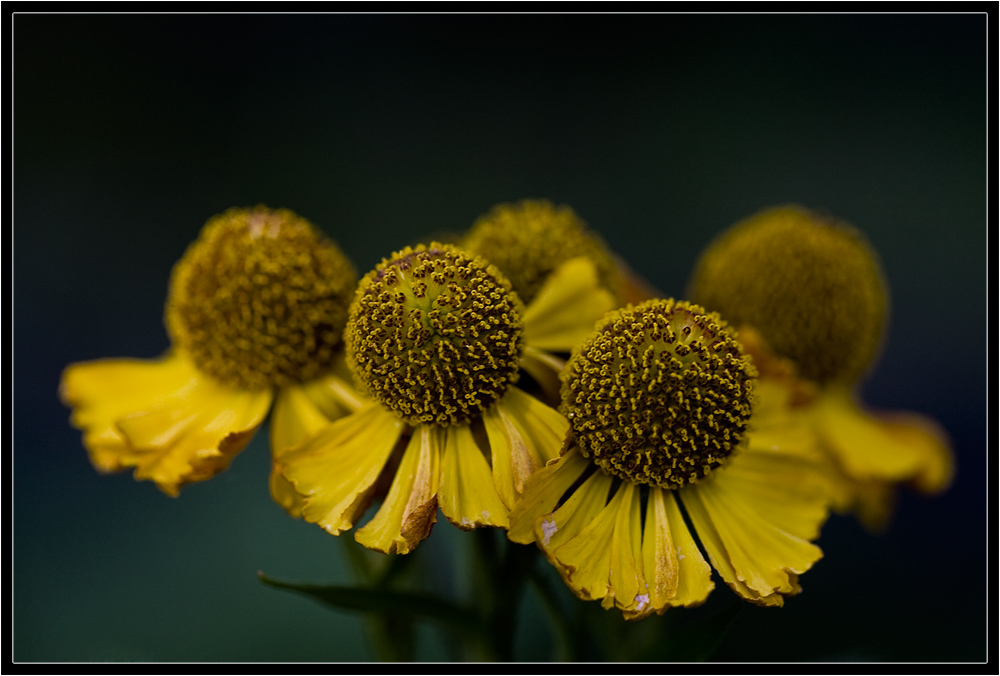 Helenium autumnale Pumilum Magnificum