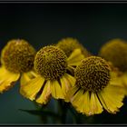 Helenium autumnale Pumilum Magnificum