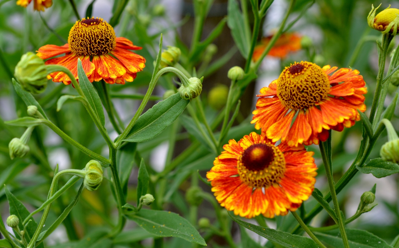 Helenium autumnale Sonnenbraut