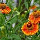 Helenium autumnale Sonnenbraut