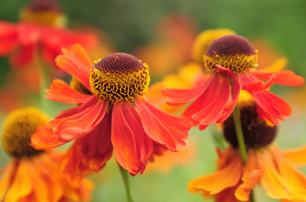 Helenium