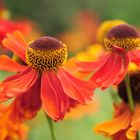 Helenium