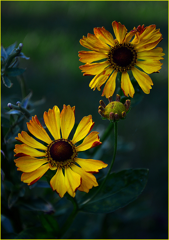 Helenium-Blüte