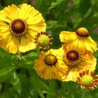 Helenium-Blüten oder auch "Sonnenbraut" genannt ...