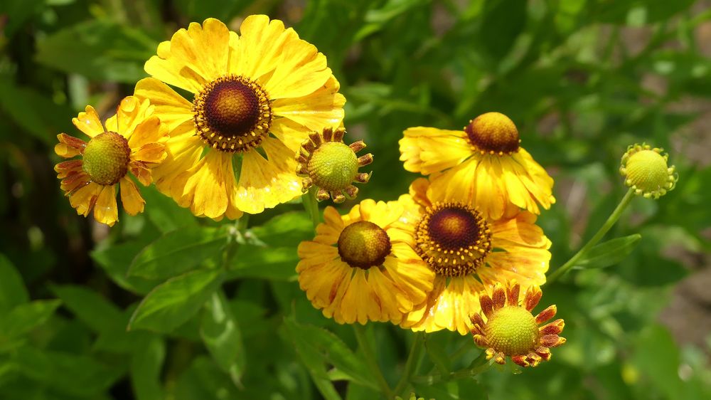 Helenium-Blüten oder auch "Sonnenbraut" genannt ...