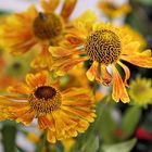 Helenium Cultorum "Waltraud"