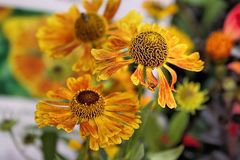 Helenium Cultorum "Waltraud"