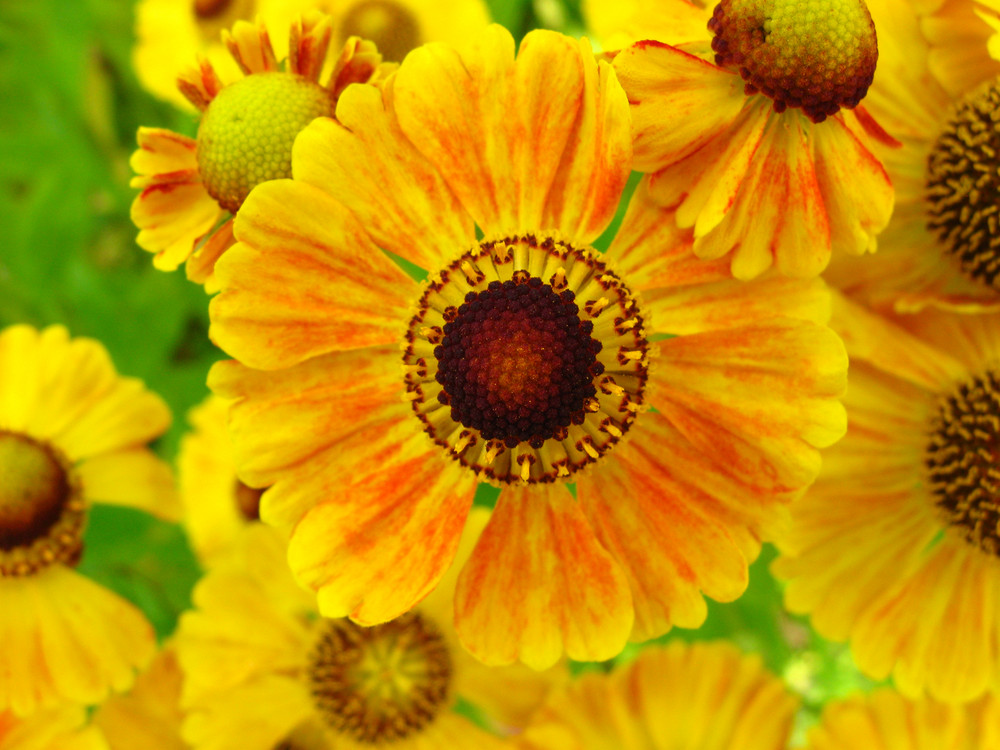 Helenium- Goldrausch