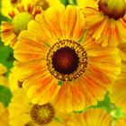 Helenium- Goldrausch