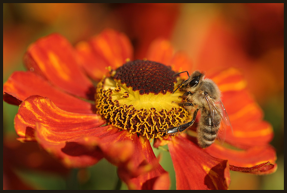 Helenium & Honigbiene 2