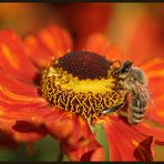 Helenium & Honigbiene 2