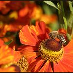 Helenium & Honigbiene