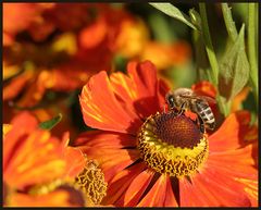 Helenium & Honigbiene