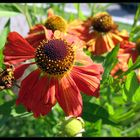 Helenium (Sonnenbraut)