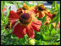 Helenium (Sonnenbraut)