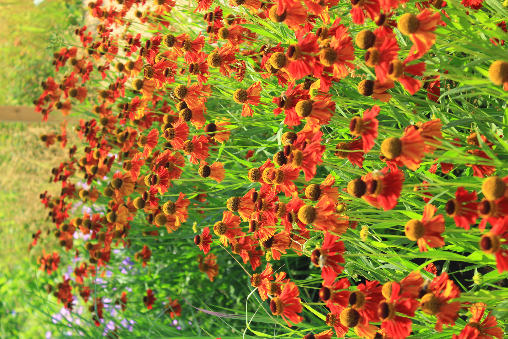 Helenium - Sonnenbraut im August