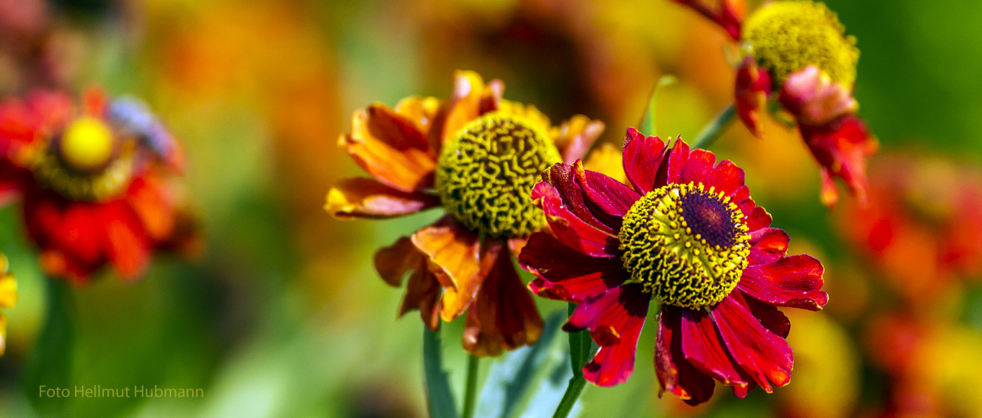 HELENIUM (Sonnenbraut) JUNI 2018