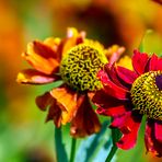 HELENIUM (Sonnenbraut) JUNI 2018