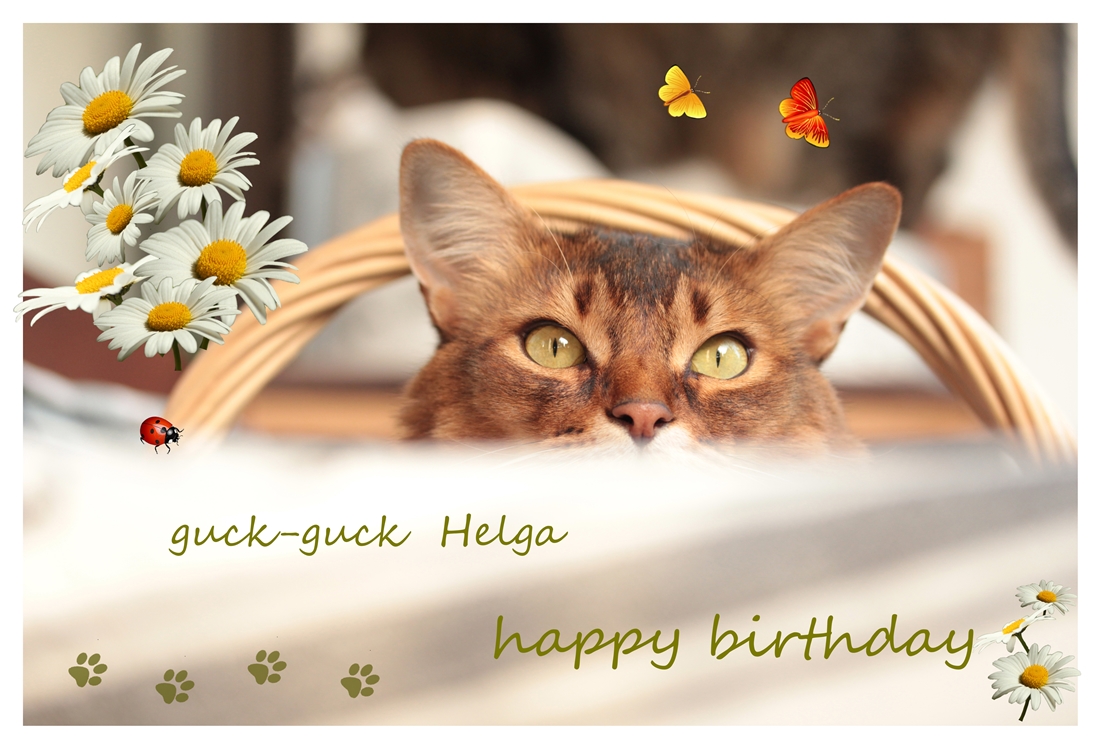 Geburtstag Spruch Katze Herzlichen Gluckwunsch An Die Lieben