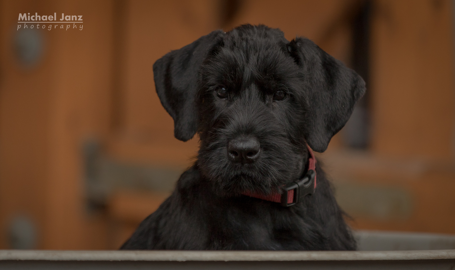 Helga the Giant Schnauzer Puppy