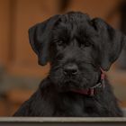 Helga the Giant Schnauzer Puppy