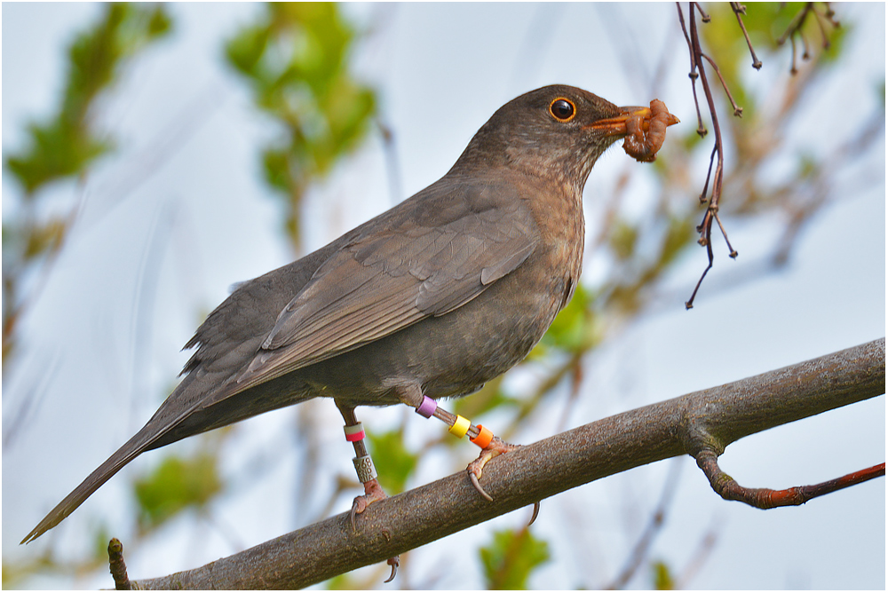 Helgoländer Amsel . . .