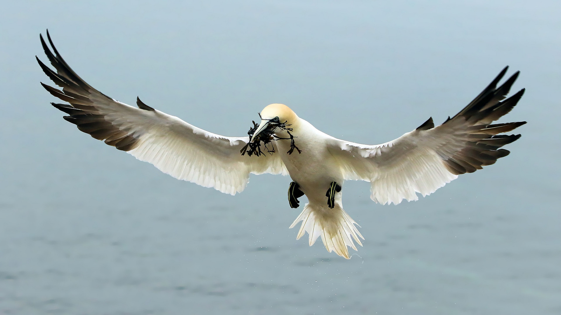 Helgoländer - Basstölpel mit Blasentang im Anflug