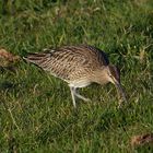 "Helgoländer Beifänge" (1) - Regenbrrachvogel - Numenius phaeopus