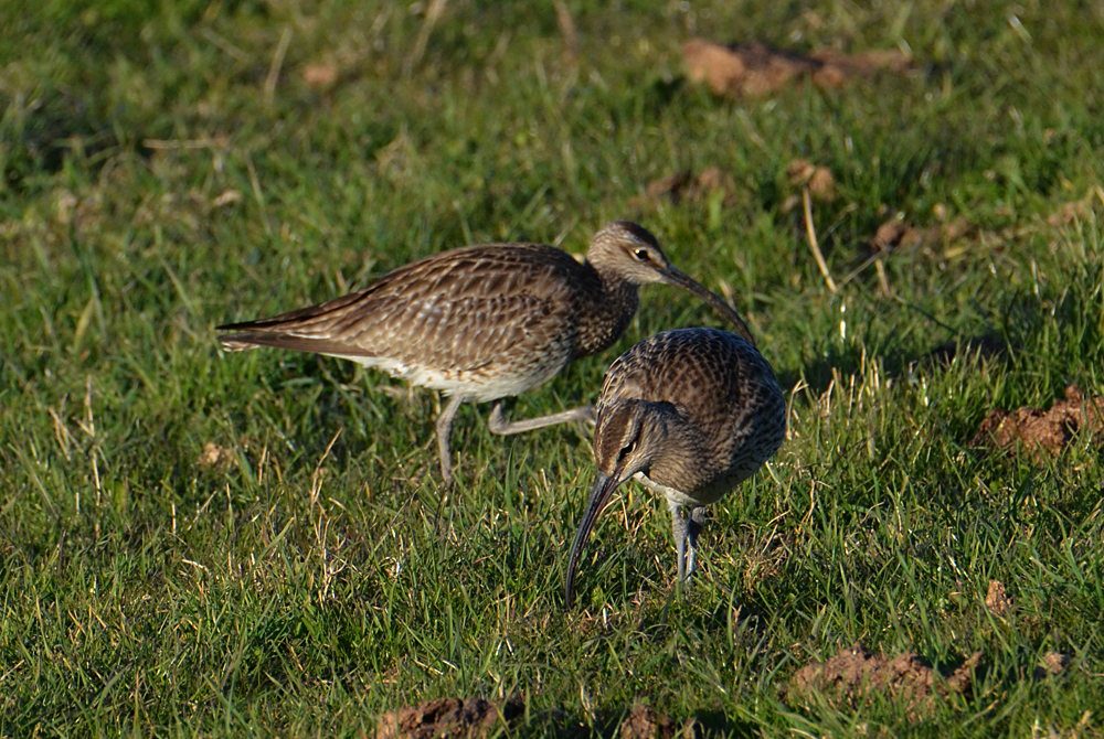 "Helgoländer Beifänge" . . .(7) - Regenbrachvögel - Numenius phaeopus